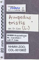 Etikette zu Ampedus tristis (NHMW-ZOO-COL-0010802)